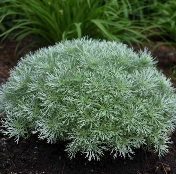 ARTEMISIA SILVER MOUND