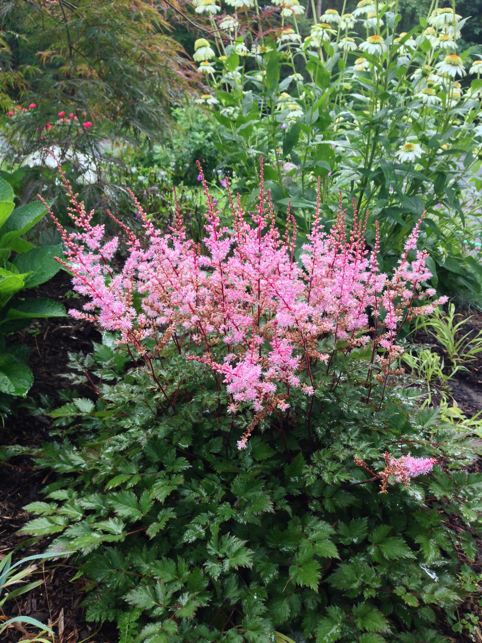 Astilbe 'Delft Lace'