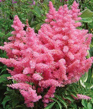 Astilbe 'Younique Pink'