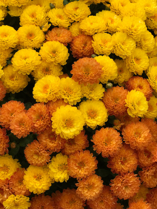 GARDEN MUMS COMBO AUTUMN LEAVES - 12'' HANGING BASKET