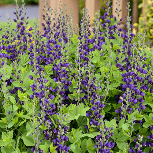 Baptisia 'Sparkling Sapphires'