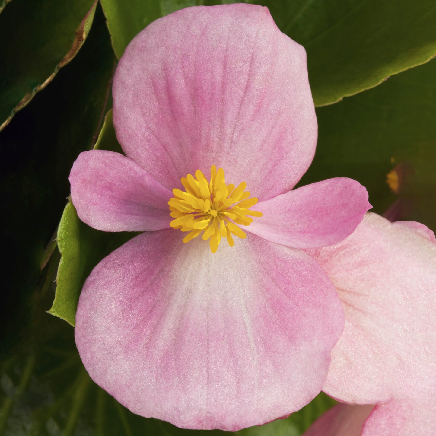 BEGONIA BADA BING PINK