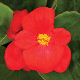 BEGONIA BADA BING SCARLET