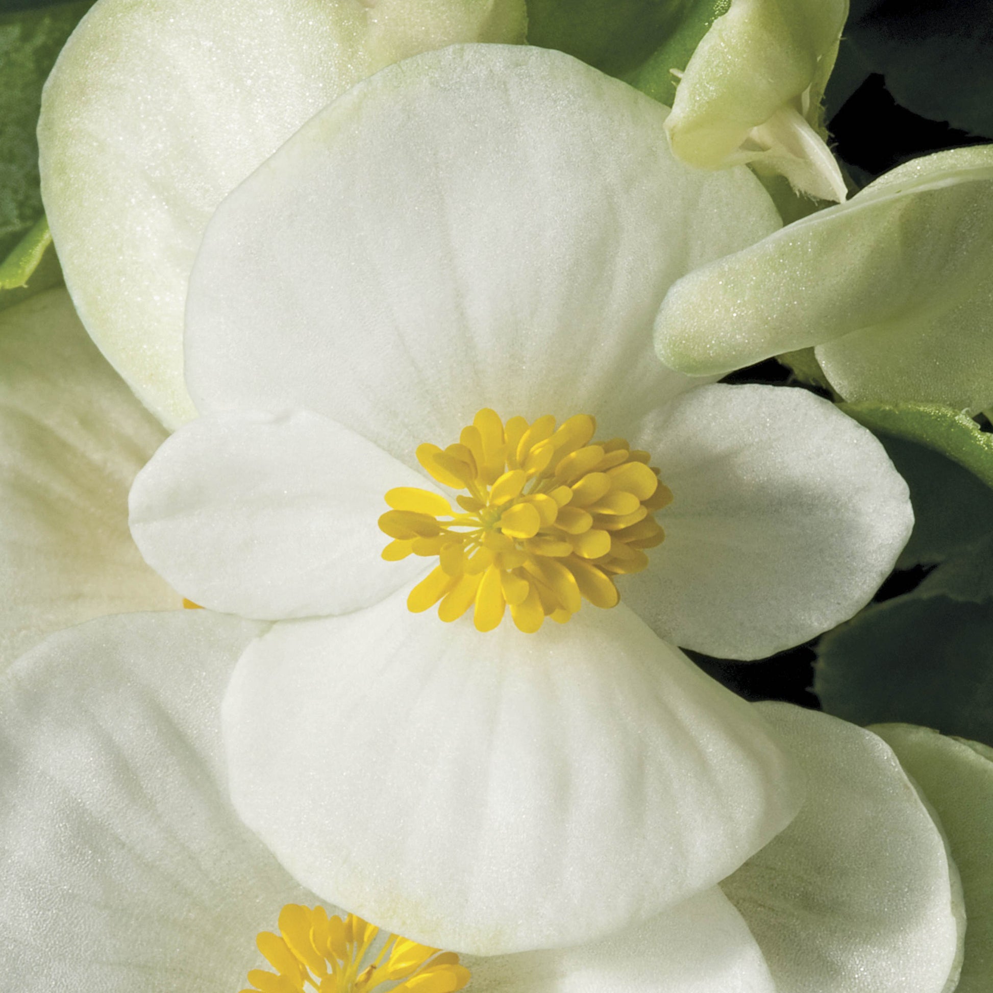 BEGONIA BADA BING WHITE