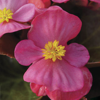 BEGONIA BADA BOOM ROSE