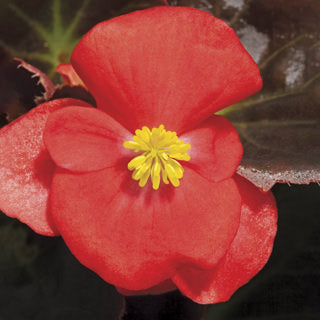 BEGONIA BADA BOOM SCARLET