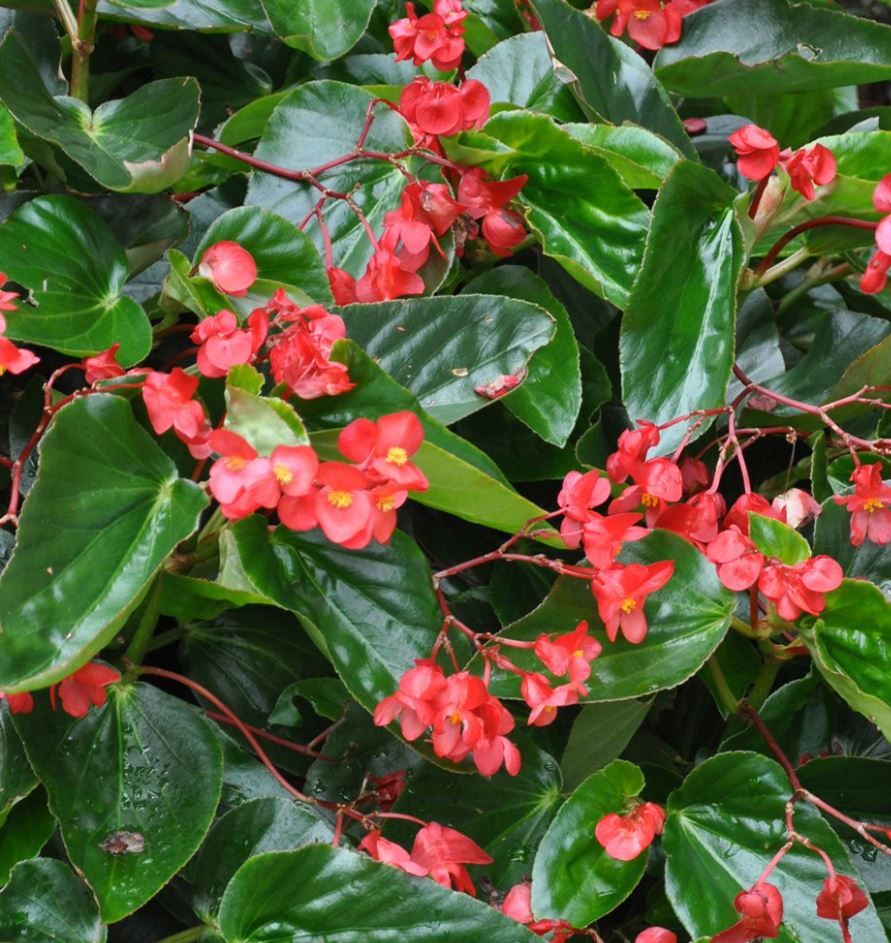 BEGONIA DRAGON WING RED