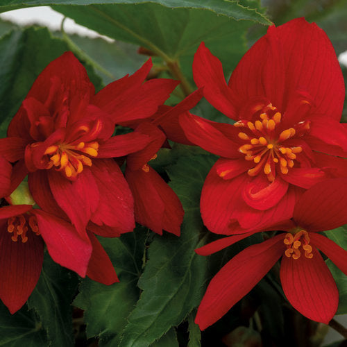 BEGONIA FUNKY RED - 10'' HANGING BASKET