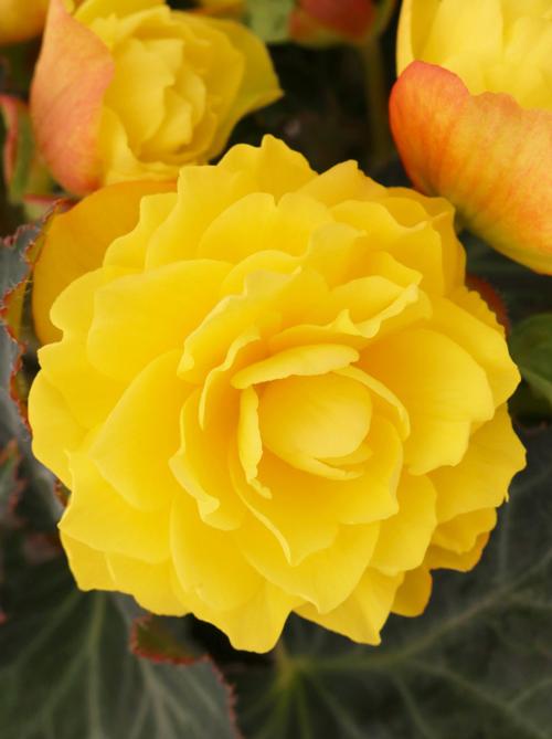 BEGONIA ICONIA PORTOFINO YELLOW - 10'' HANGING BASKET