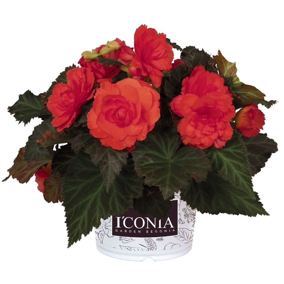 BEGONIA ICONIA PORTOFINO HOT CORAL