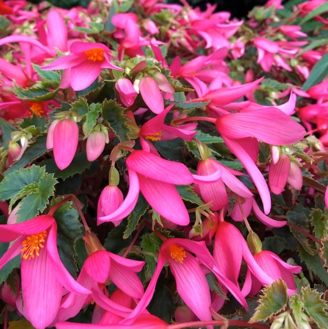 BEGONIA MISTRAL PINK