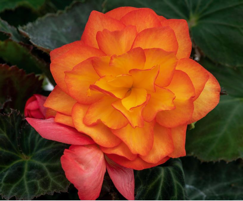 BEGONIA NON-STOP FIRE - 10" HANGING BASKET