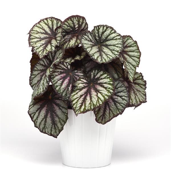 BEGONIA REX JURASSIC REPTILE