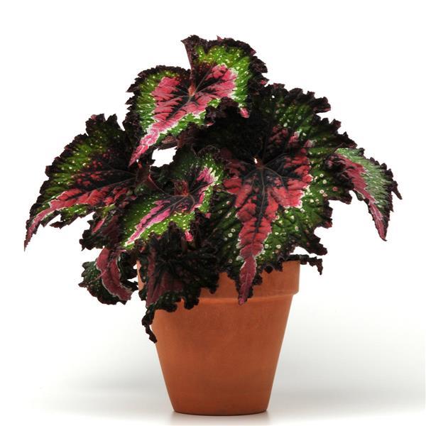 BEGONIA REX JURASSIC WATERMELON