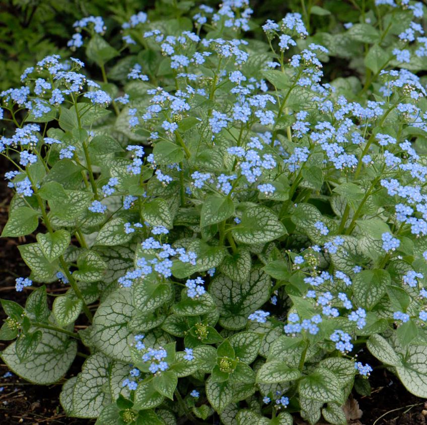 Brunnera m. 'Jack Frost'