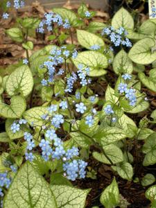 Brunnera 'Jack Frost'