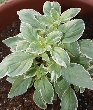8'' Pesto Basil