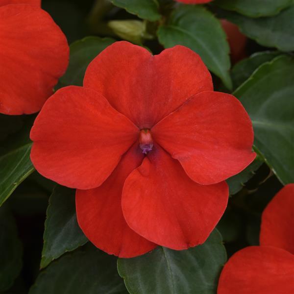 IMPATIENS BEACON ORANGE