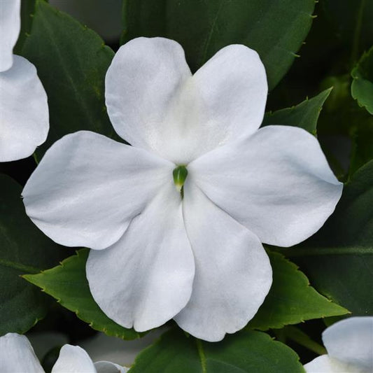 IMPATIENS BEACON WHITE - FLOWER BAG