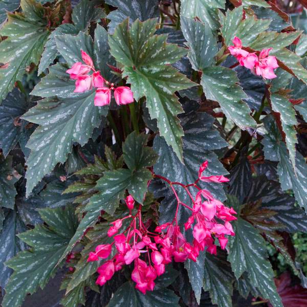 BEGONIA ANGEL WING LANA