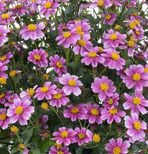 BIDENS PRETTY IN PINK