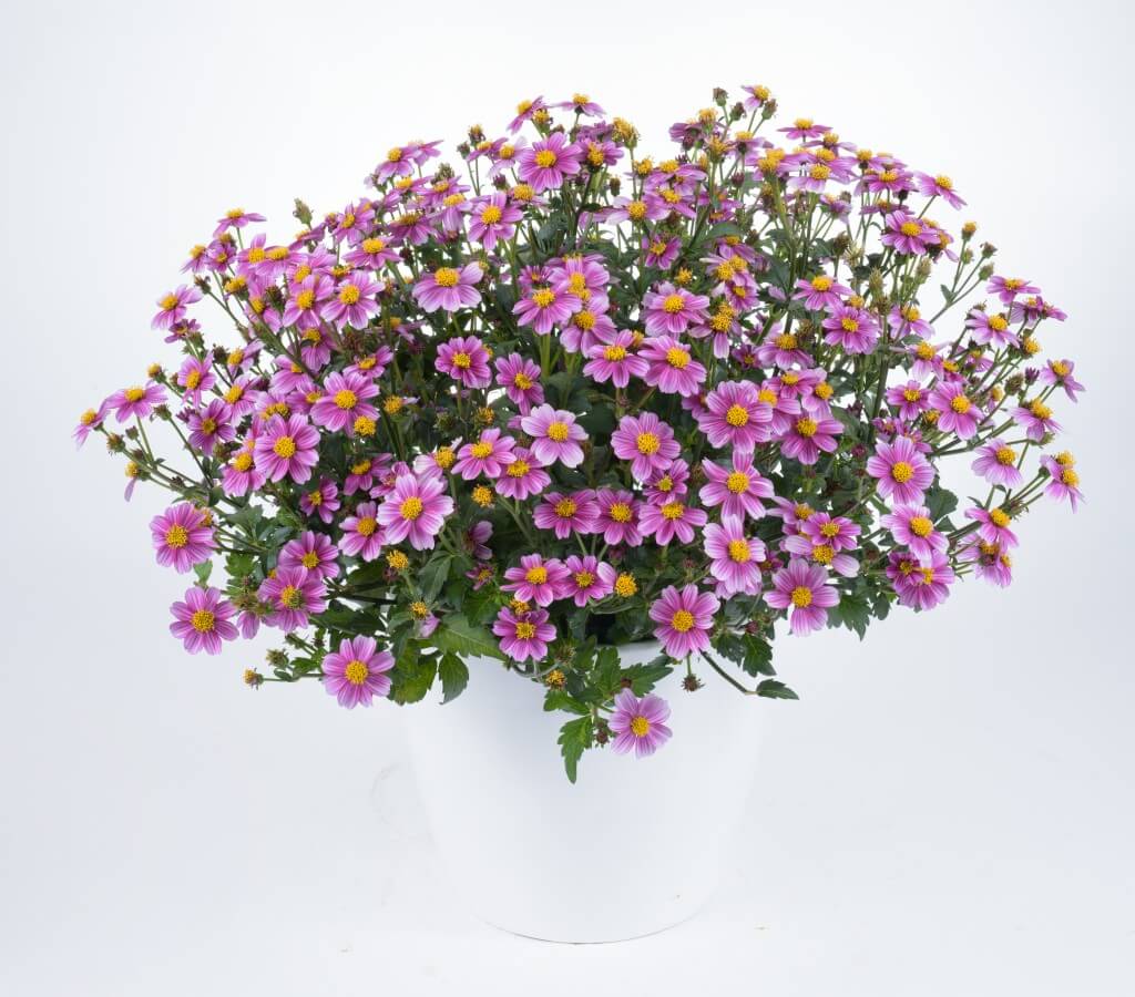 BIDENS PRETTY IN PINK