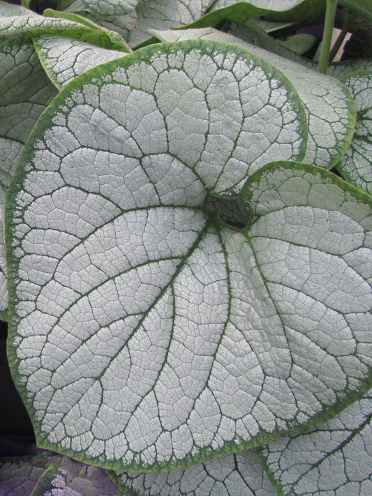 Brunnera m. 'Silver Heart'