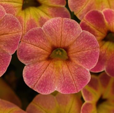 CALIBRACHOA CHA CHA DIVA APRICOT