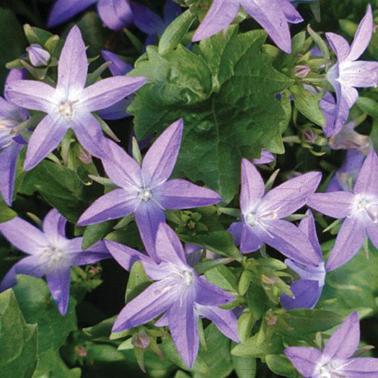 CAMPANULA BLUE WATERFALL BELLFLOWER