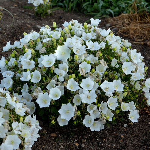 Campanula c. 'Rapido White'