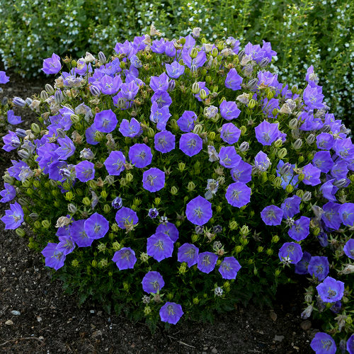 Campanula c. 'Rapido Blue'