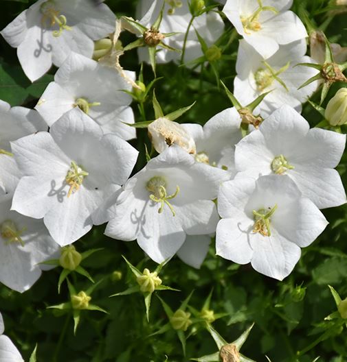 CAMPANULA CLIPS WHITE - QUART POT