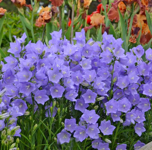 CAMPANULA TAKION BLUE