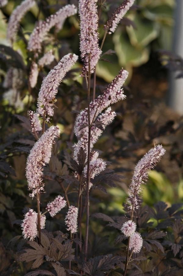 Cimicifuga r. 'Hillside Black Beauty'