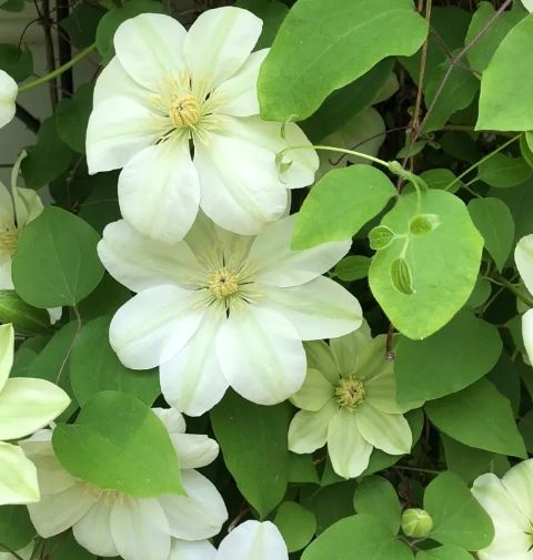 Clematis 'Guernsey Cream'