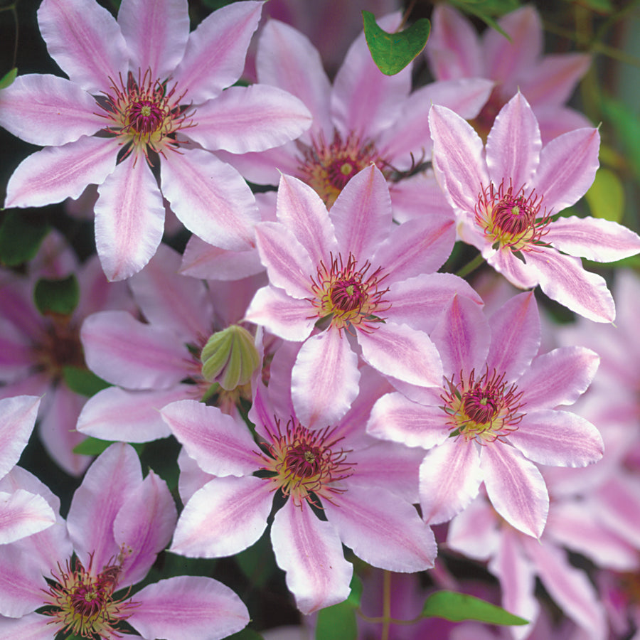 Clematis 'Nelly Moser'