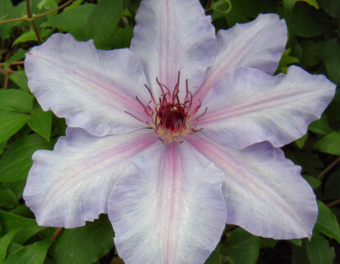 Clematis  'The First Lady'
