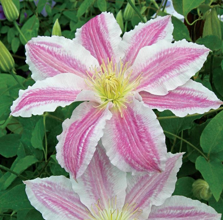 Clematis Vancouver™ 'Cotton Candy'