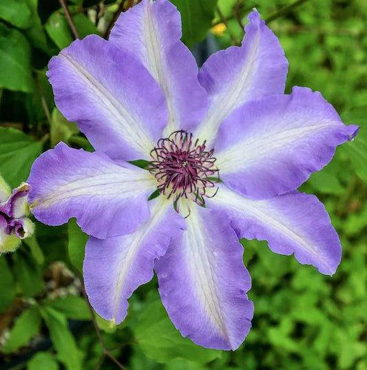 Clematis Vancouver™ 'Daybreak' (vine)