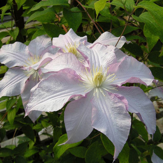 Clematis Vancouver™ 'Morning Mist'