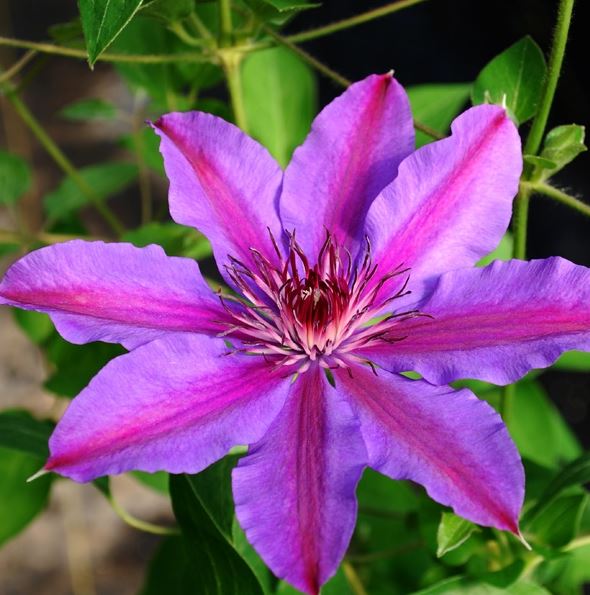 Clematis Vancouver™ 'Starry Nights'