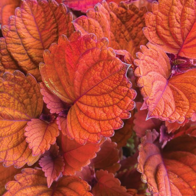 COLEUS INFERNO