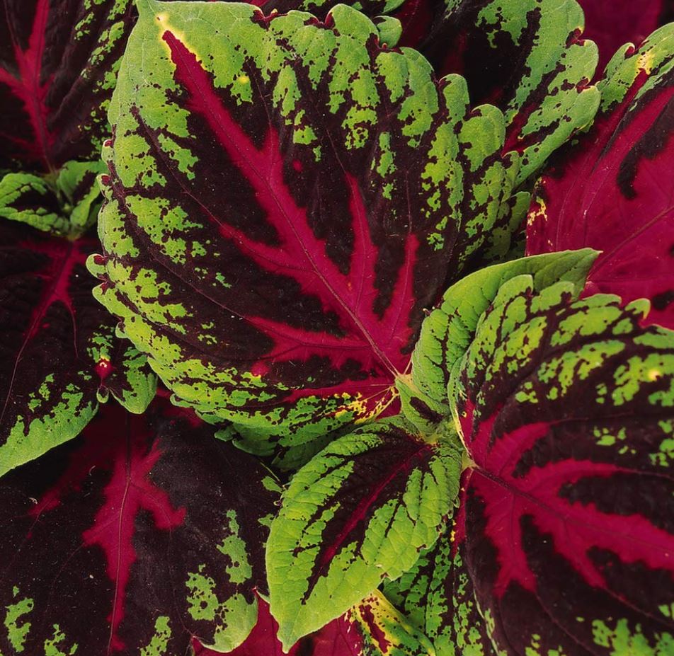 COLEUS KONG RED