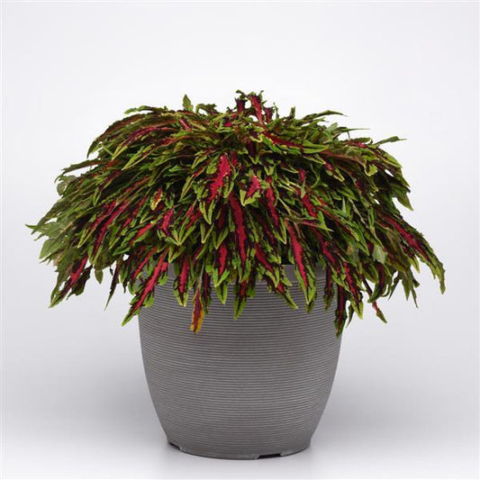 COLEUS MICROBLAZE SPITFIRE