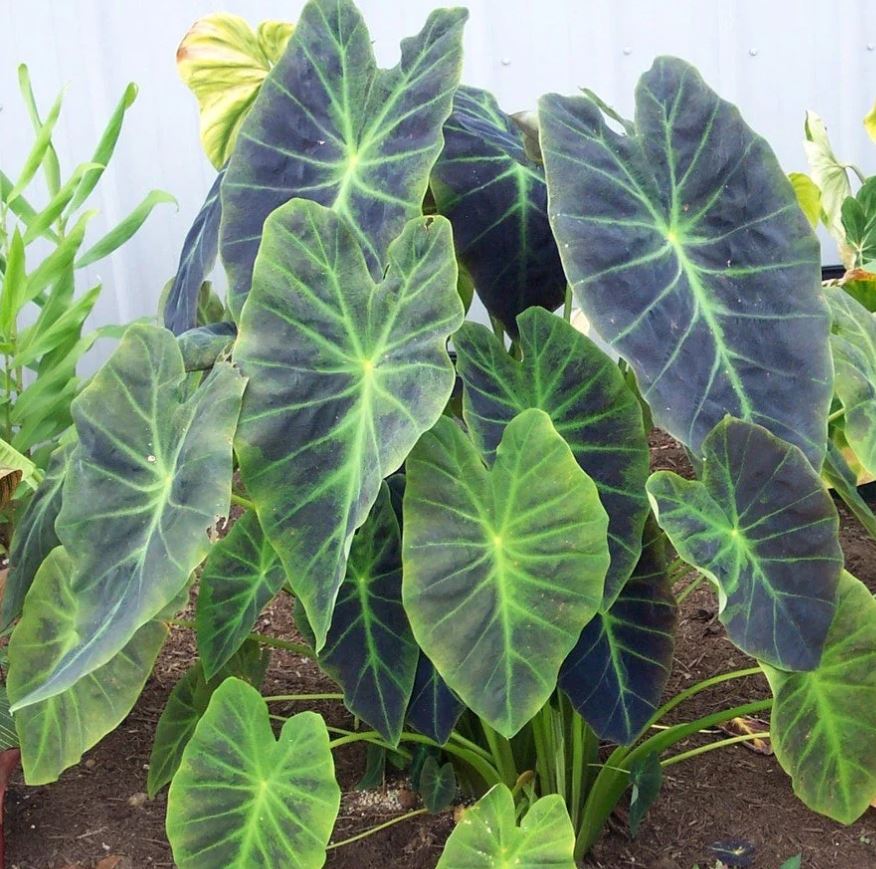 COLOCASIA 'ILLUSTRIS'