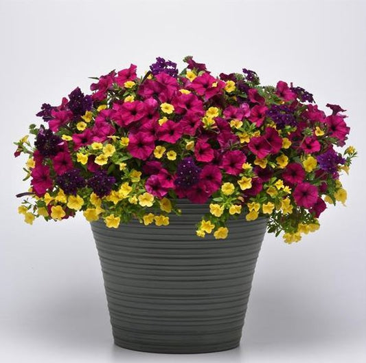 COMBO BEJEWELED - 10" HANGING BASKET