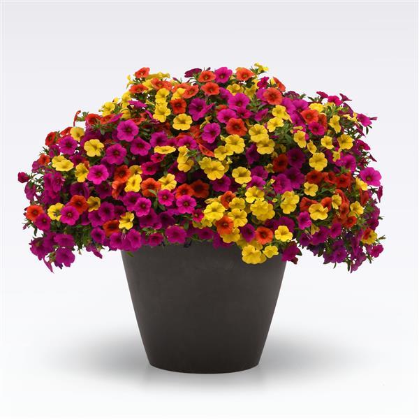 COMBO FRUIT COCKTAIL - 10" HANGING BASKET