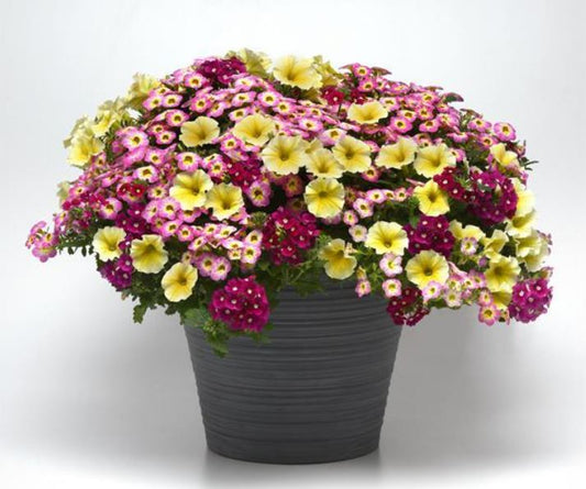 COMBO GREAT ESCAPE - 10" HANGING BASKET