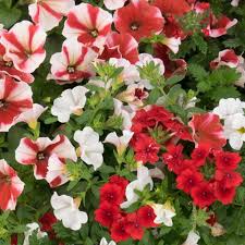 COMBO PEPPERMINT CANDY - 10" HANGING BASKET