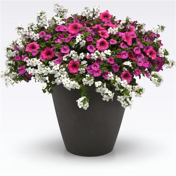 COMBO ROSE EVERYDAY - 10" HANGING BASKET